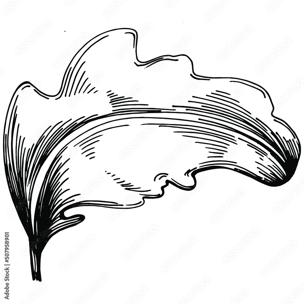 Arugula vector isolated plant with leaves. Herbal engraved style illustration. Detailed organic product sketch.The best for design logo, menu, label, icon, stamp. Arugula vector isolated plant with leaves. Herbal engraved style illustration. Detailed organic product sketch.The best for design logo, menu, label, icon, stamp.