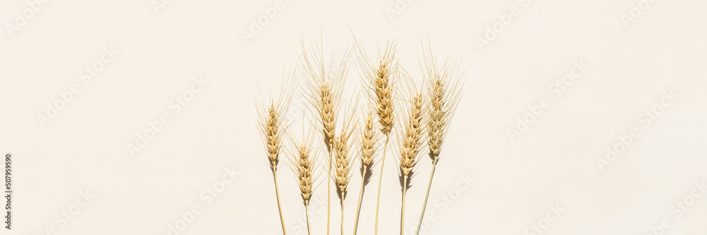 Ταπετσαρία Close up ripe yellow ears of wheat with awns on beige background