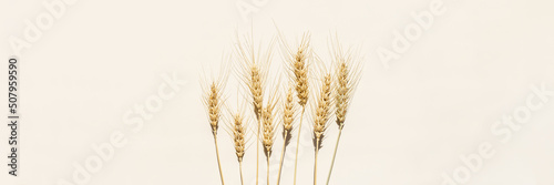 Fotografie Close up ripe yellow ears of wheat with awns on beige background