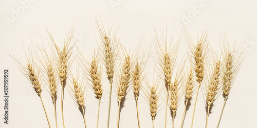 Top view ears of cereal crops with awns, durum wheat grain crop at sunlight on beige background  Flat lay with ears of wheat on table, minimal still life, harvest concept, wide banner