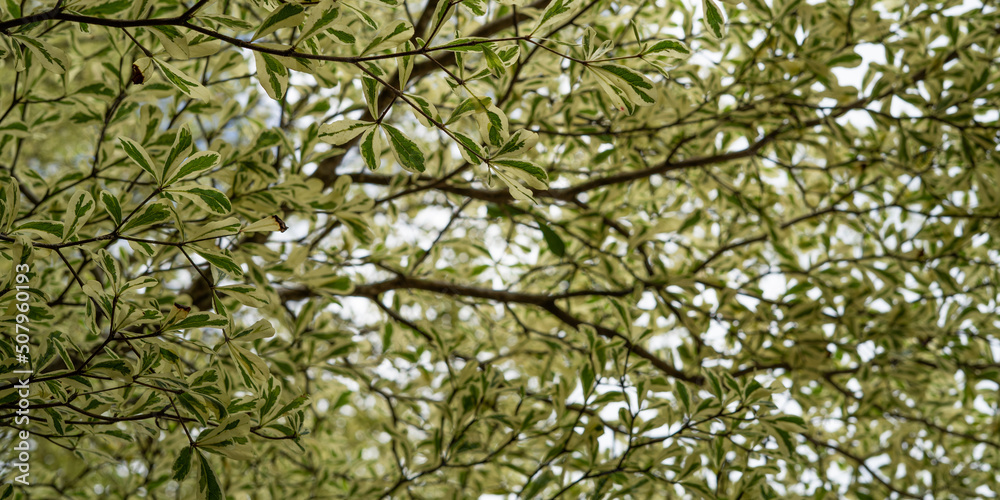 Obraz premium green leaves background