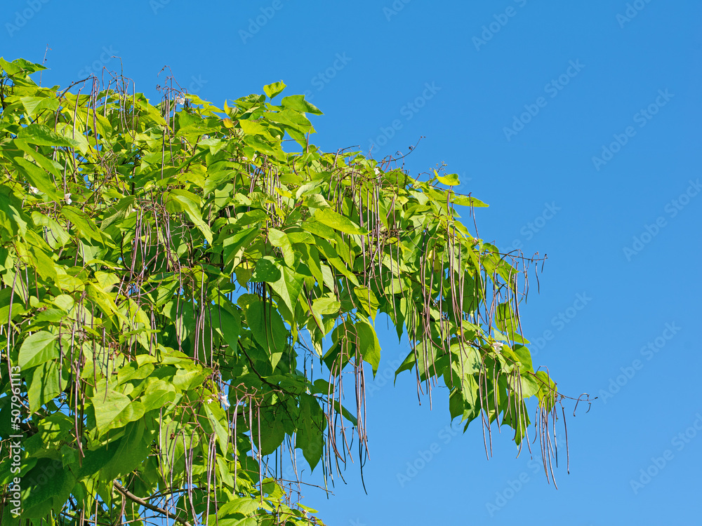 Trumpet tree, Catalpa, with fruit Trumpet tree, Catalpa, with fruit