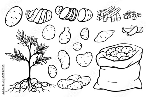 Fresh organic potatoes peeled and sliced set. Monochrome chips, french fries, whole root potatoes for farm market and shop design. Vector outline illustration isolated on white background.