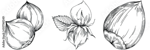 Hazelnut, filbert, cobnut hand-drawn Vector Illustration isolated on white background. Retro style farm product for restaurant menu, market label, logo, emblem and kitchen design. Decoration for food.