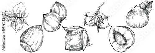 Hazelnut, filbert, cobnut hand-drawn Vector Illustration isolated on white background. Retro style farm product for restaurant menu, market label, logo, emblem and kitchen design. Decoration for food.