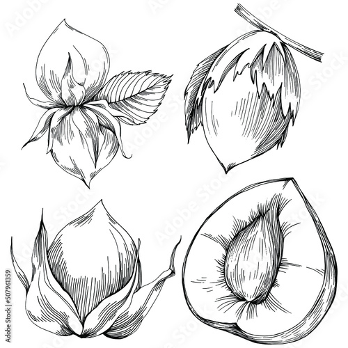 Hazelnut, filbert, cobnut hand-drawn Vector Illustration isolated on white background. Retro style farm product for restaurant menu, market label, logo, emblem and kitchen design. Decoration for food.