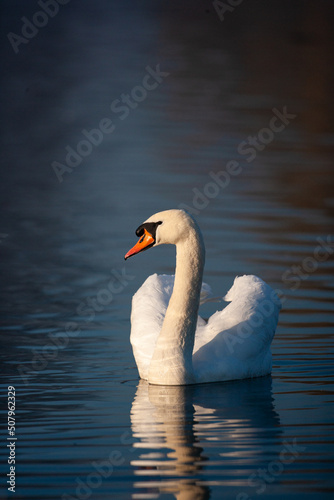 Mute swan in the early light of morning, London	