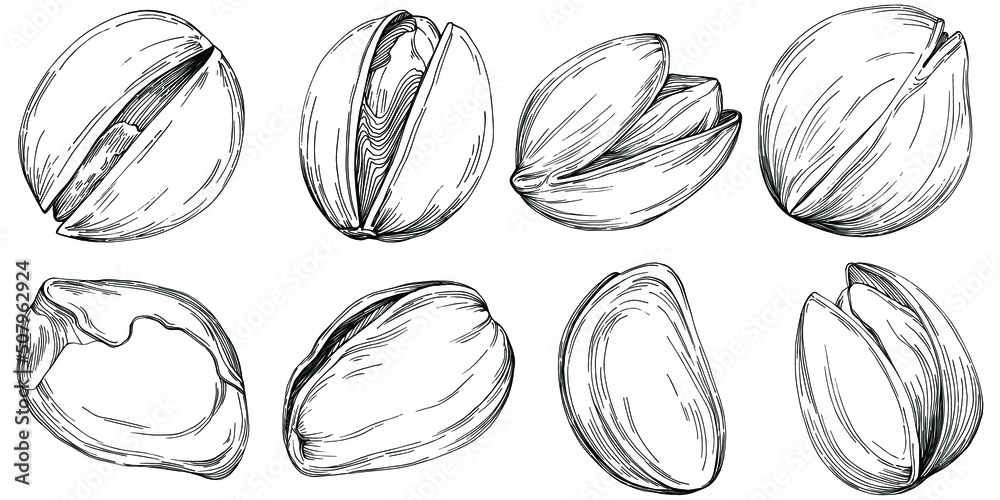 Hazelnut, filbert, cobnut hand-drawn Vector Illustration isolated on white background. Retro style farm product for restaurant menu, market label, logo, emblem and kitchen design. Decoration for food. Hazelnut, filbert, cobnut hand-drawn Vector Illustration isolated on white background. Retro style farm product for restaurant menu, market label, logo, emblem and kitchen design. Decoration for food.