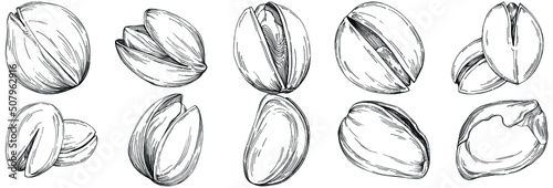 Hazelnut, filbert, cobnut hand-drawn Vector Illustration isolated on white background. Retro style farm product for restaurant menu, market label, logo, emblem and kitchen design. Decoration for food.