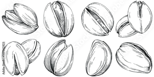 Hazelnut, filbert, cobnut hand-drawn Vector Illustration isolated on white background. Retro style farm product for restaurant menu, market label, logo, emblem and kitchen design. Decoration for food.