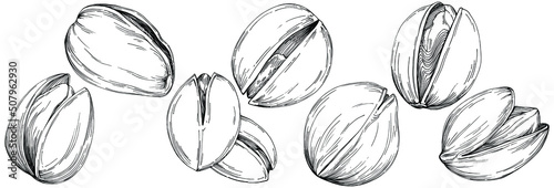 Hazelnut, filbert, cobnut hand-drawn Vector Illustration isolated on white background. Retro style farm product for restaurant menu, market label, logo, emblem and kitchen design. Decoration for food.