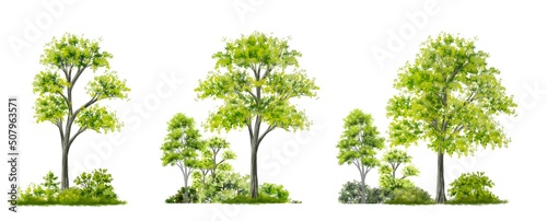 Vector watercolor of forest or tree side view isolated on white background for landscape and architecture drawing, elements for environment and garden,botanical elements  © Chanya_B