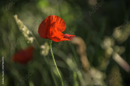 Rote Mohnblüte im Seitenlicht vor unscharfem Hintergrund