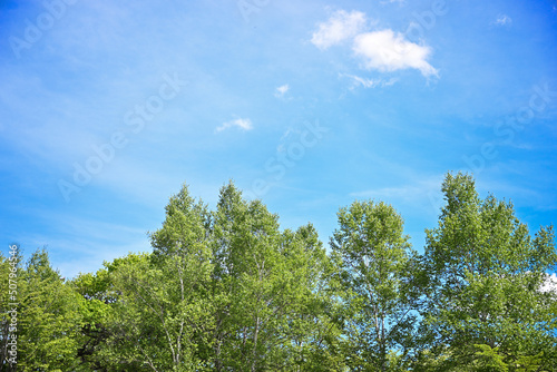 Green and sky perfect for spring and summer images