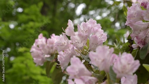 シャクナゲは19世紀に原種が中国から西欧にもたらされ、あまりに美しく豪華だったので驚嘆されました。