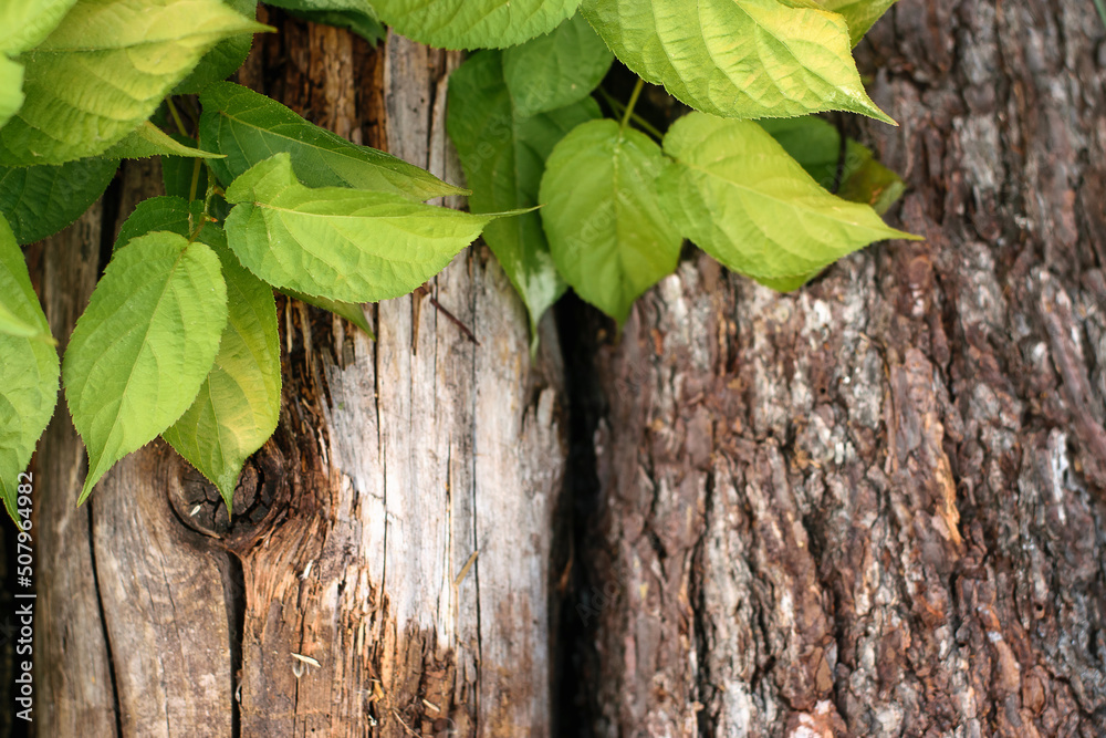 Old rotten logs, entwined with green bushes.Creative background.Copy space,selective focus, close-up. Old rotten logs, entwined with green bushes.Creative background.Copy space,selective focus, close-up.