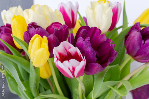 Bright colorful natural background with fresh tulips  spring flowers  yellow  pink colors shooted above white background
