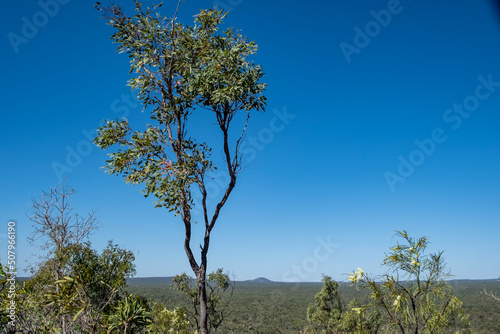 At the top of the Kalkani Crater rim walk. Undara volcanic national park, Queensland, Australia. There is a tree in the foreground and looks out to the flat sweeping land and horizon. photo