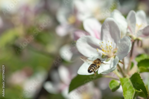 A flying honey bee collects bee pollen from apple blossoms. The bee collects honey. Blurred nature background. Selective focus.