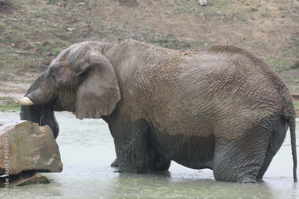 Naklejka premium Éléphant