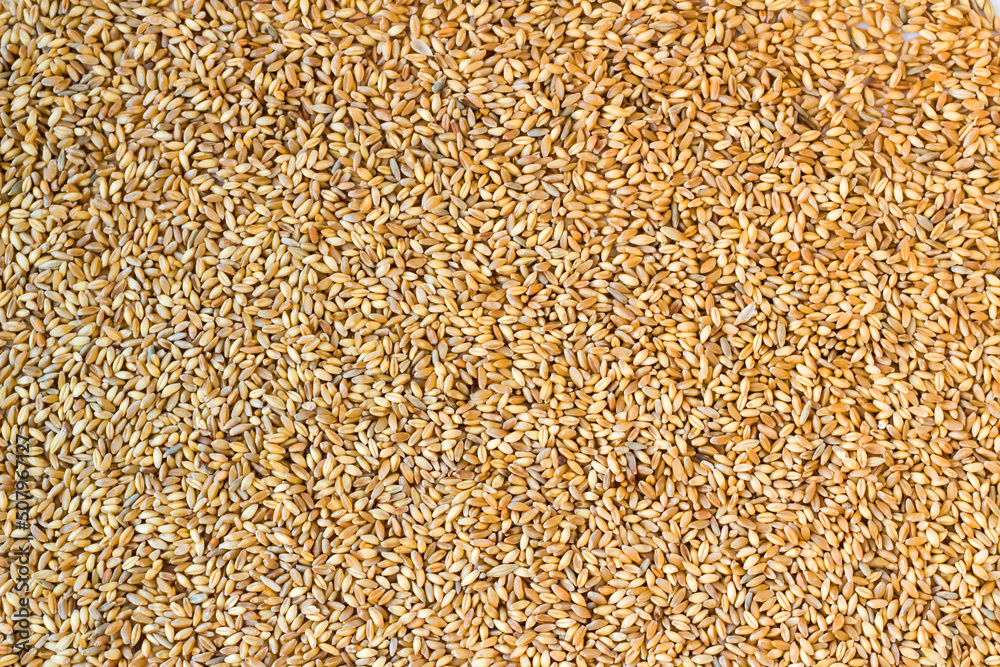 Natural wheat grains background,harvest concept. Natural wheat grains background,harvest concept.