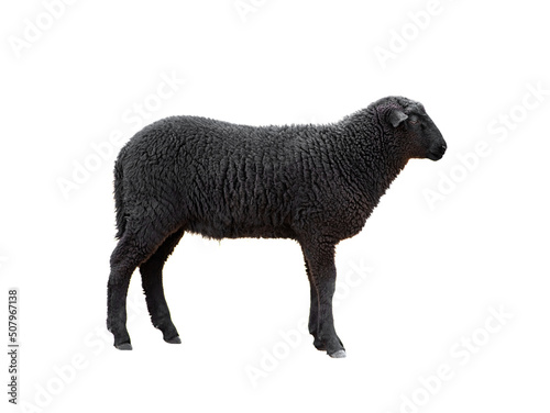 black sheep isolated on white background