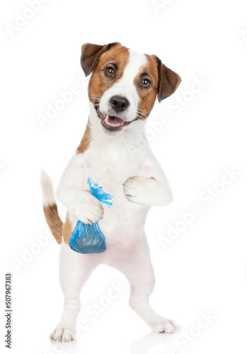 Jack russell terrier puppy holds plastic bag. Concept cleaning up dog droppings. isolated on white background © Ermolaev Alexandr