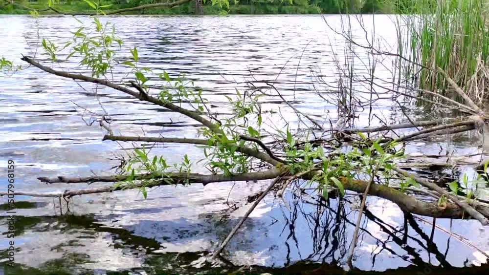 Relaxing video of nature. Slowly relaxed flowing water of the river, with glare from sunlight, a tree branch hanging into the river Relaxing video of nature. Slowly relaxed flowing water of the river, with glare from sunlight, a tree branch hanging into the river