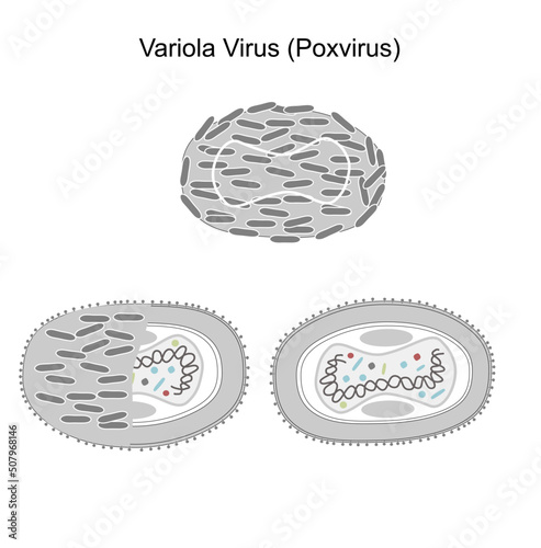 The viral structure of Variola virus (Poxvirus) that a member of Orthopoxvirus genus of Poxviridae family. A picture represent the outer and inner site of viral molecule.