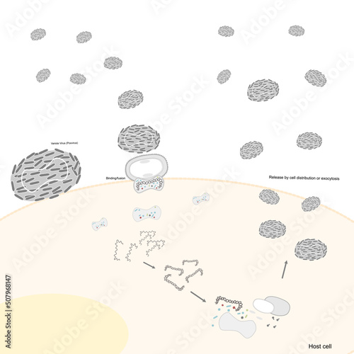 The infection pathway of Variola virus (Poxvirus) that process by viral binding or fusion into host cells, production of the viral genome and protein, viral assembly and released new viral molecules