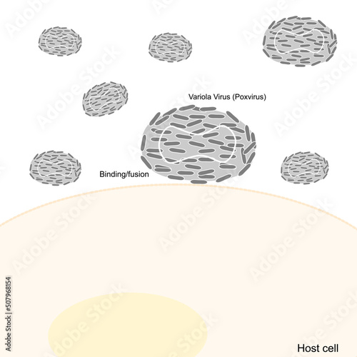 The infection pathway of Variola virus (Poxvirus) that show the process of viral infection by binding or fusion into the host cell.