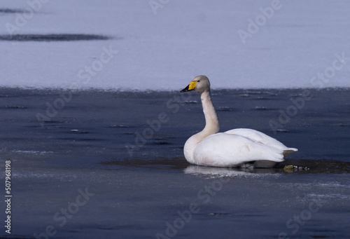 Whooper swan (Cygnus cygnus) Sångsvan
