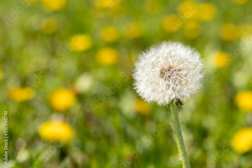 White dandelion against a blurred green field with yellow dandelions.