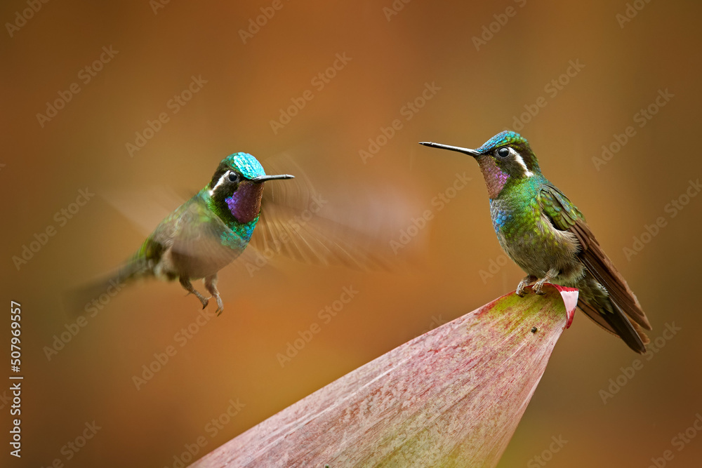 Fototapeta premium Lampornis calolaemus, Purple-throated Mountain-gem, small hummingbird from Costa Rica. Violet throat small bird from mountain cloud forest in Costa Rica. Wildlife in tropic nature.