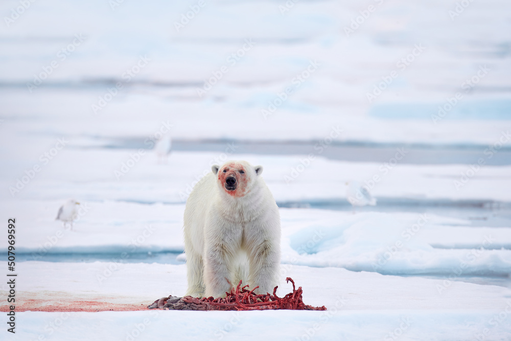 Canada Arctic. White polar bear on drifting ice with snow, feeding on killed seal, skeleton and blood, Russia. Bloody nature with big animal. Ice and blue sea with white bear.