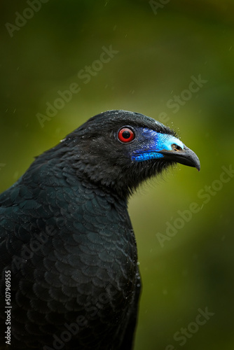 Black Guan, Chamaepetes unicolor, portrait of dark tropical bird with blue bill and red eyes, orange bloom flower in the background, animal in the mountain tropical forest in Savegre, Costa Rica. © ondrejprosicky