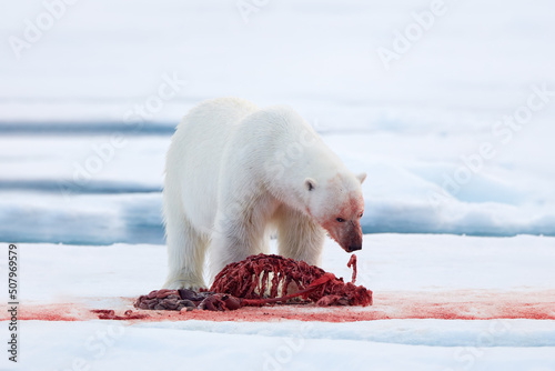 Canada Arctic. White polar bear on drifting ice with snow, feeding on killed seal, skeleton and blood, Russia. Bloody nature with big animal. Ice and blue sea with white bear. photo