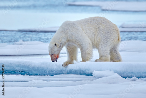 Polar bear on the blue ice. Bear on drifting ice with snow, white animals in nature habitat, Manitoba, Canada. Animals playing in snow, Arctic wildlife. Funny image in nature.