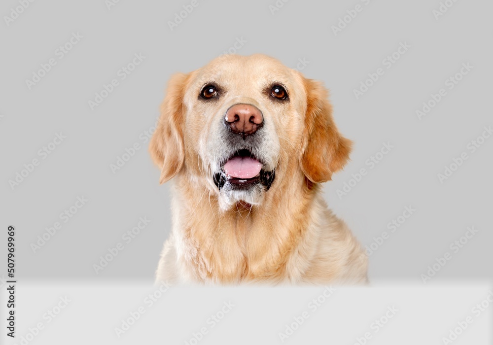Portrait of adorable, happy dog asks for food. Free space for text on background.