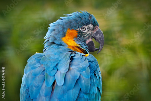 Bolivia wildlife, big blue parrot. Blue-throated macaw, Ara glaucogularis, also known Caninde macaw or Wagler's macaw, is a macaw endemic to a small area of north-central Bolivia. Sunnyday in tropic. photo