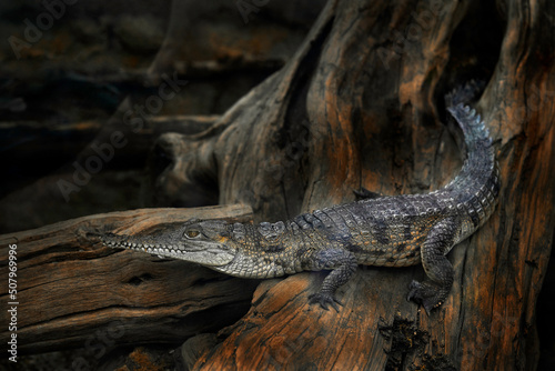 Widlife near the water, Australia. Australian freshwater crocodile, Crocodylus johnsoni, Johnstone's crocodile or also known as freshie, on the tree roots in the dark forest. Lizard reptile in nature photo