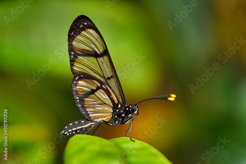 Methona confusa, Giant glasswing, butterfly sitting on the green leave in the nature habitat, Ecuador. Transparent glass butterfly with yellow flower, nature wildlife, South America.
