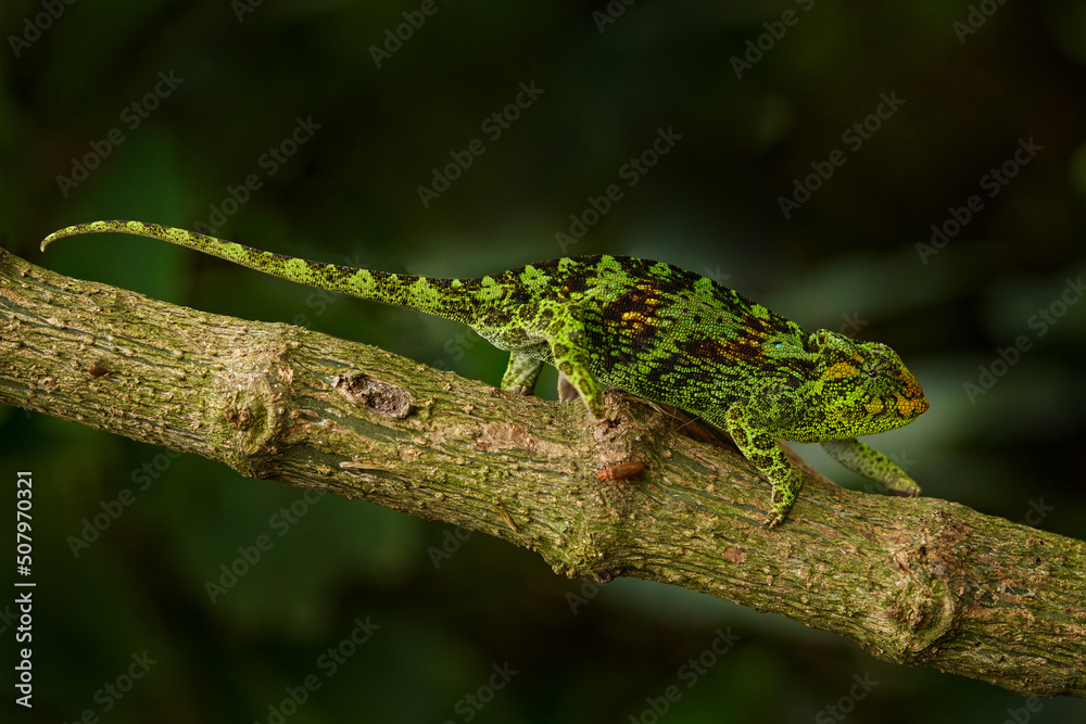 Chameleon from Uganda in Africa. Johnston's Chameleon, Chamaeleo johnstoni, walking along branch, Bwindi National Park, Uganda.Green chameleon on the tree in forest, Uganda wildlife. Chameleon from Uganda in Africa. Johnston's Chameleon, Chamaeleo johnstoni, walking along branch, Bwindi National Park, Uganda.Green chameleon on the tree in forest, Uganda wildlife.