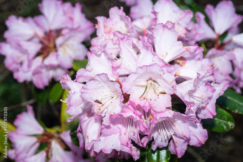 Rhododendron degronianum