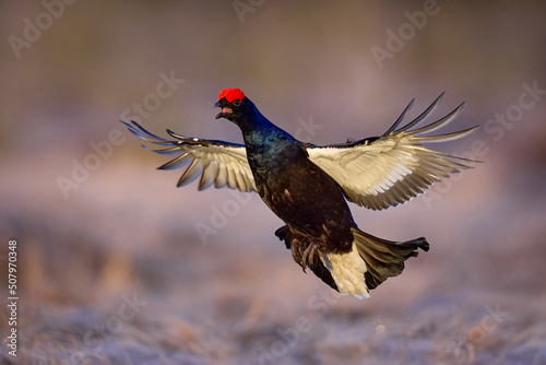 Leinwand Poster Black grouse fly in cold morning