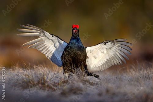 Leinwand Poster Black grouse fly in cold morning