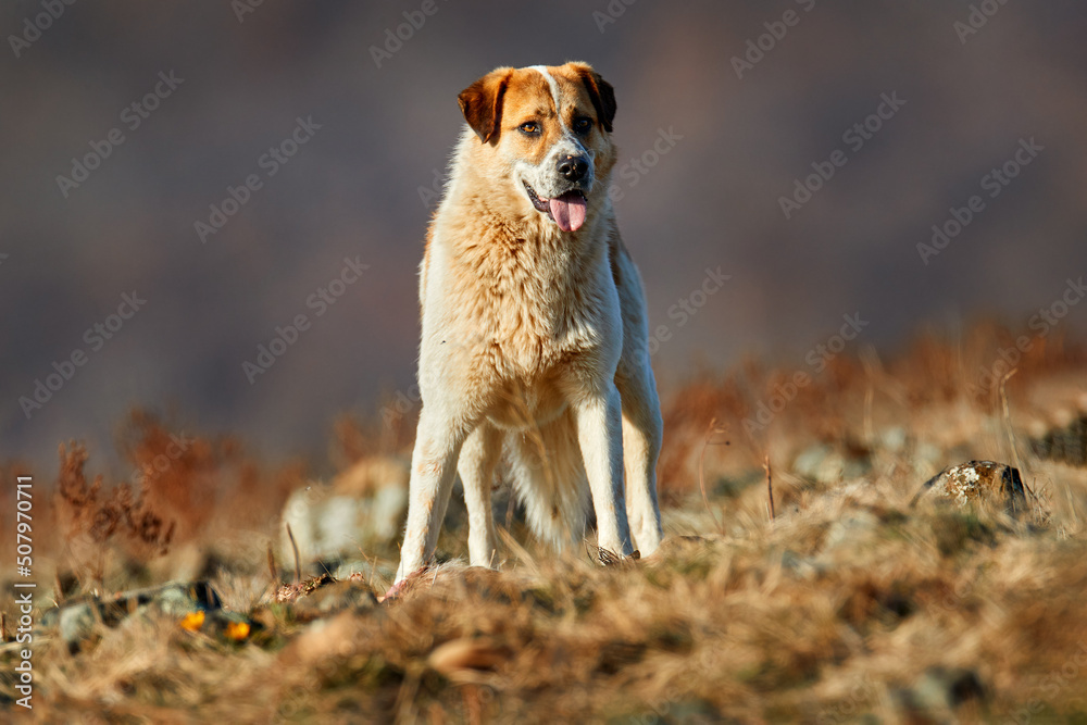 Rocky 2025 mountain kangal