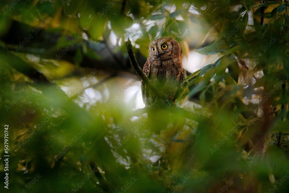 Scops Owl, Otus scops, little owl in the nature habitat, sitting on the green tree branch, forest in the background, Bulgaria. Wildlife scene from nature.