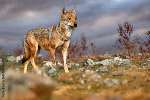 Wolf, Canis lupus, in Wild nature, Eastern Rhodopes mountain, Bulgaria in Euroe Portrait of predator, beautiful wolf. Animal in stone hill, face contact in the rock. Wildlife scene from nature.