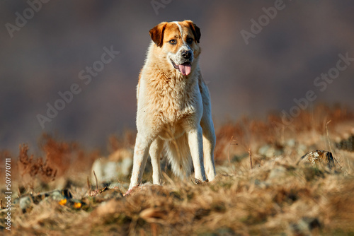 Kangal Dog, originated in Balkan as a mountain livestock guardian dog. Big dog with carcass of sheep, bloody skeleton with fur.  Rocky mountain, nature habitat, Madzarovo, Bulgaria, Rhodopes. photo